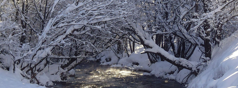 Balade en forêt après une chute de neige